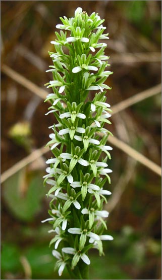 sm 981 Rein Orchid.jpg - Rein Orchid (Piperia elegans): The whole flower head was about 2" tall by 3/4" wide.